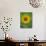 Sunflower, Provence, France, Europe-Rainford Roy-Photographic Print displayed on a wall