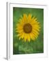 Sunflower, Provence, France, Europe-Rainford Roy-Framed Photographic Print