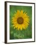Sunflower, Provence, France, Europe-Rainford Roy-Framed Photographic Print