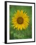 Sunflower, Provence, France, Europe-Rainford Roy-Framed Photographic Print