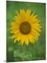 Sunflower, Provence, France, Europe-Rainford Roy-Mounted Photographic Print