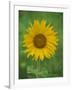 Sunflower, Provence, France, Europe-Rainford Roy-Framed Photographic Print