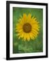 Sunflower, Provence, France, Europe-Rainford Roy-Framed Photographic Print