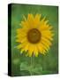 Sunflower, Provence, France, Europe-Rainford Roy-Stretched Canvas
