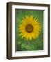 Sunflower, Provence, France, Europe-Rainford Roy-Framed Photographic Print