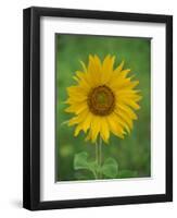 Sunflower, Provence, France, Europe-Rainford Roy-Framed Photographic Print