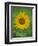 Sunflower, Provence, France, Europe-Rainford Roy-Framed Photographic Print