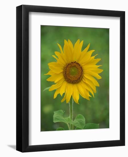 Sunflower, Provence, France, Europe-Rainford Roy-Framed Photographic Print