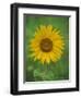 Sunflower, Provence, France, Europe-Rainford Roy-Framed Photographic Print