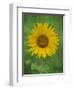 Sunflower, Provence, France, Europe-Rainford Roy-Framed Photographic Print