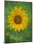 Sunflower, Provence, France, Europe-Rainford Roy-Mounted Photographic Print