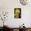 Sunflower Puppet-Charles Bowman-Photographic Print displayed on a wall