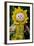 Sunflower Puppet-Charles Bowman-Framed Photographic Print