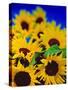 Sunflower Relief, 1999-Norman Hollands-Stretched Canvas