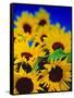 Sunflower Relief, 1999-Norman Hollands-Framed Stretched Canvas