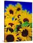 Sunflower Relief, 1999-Norman Hollands-Stretched Canvas