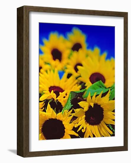 Sunflower Relief, 1999-Norman Hollands-Framed Photographic Print