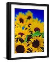 Sunflower Relief, 1999-Norman Hollands-Framed Photographic Print