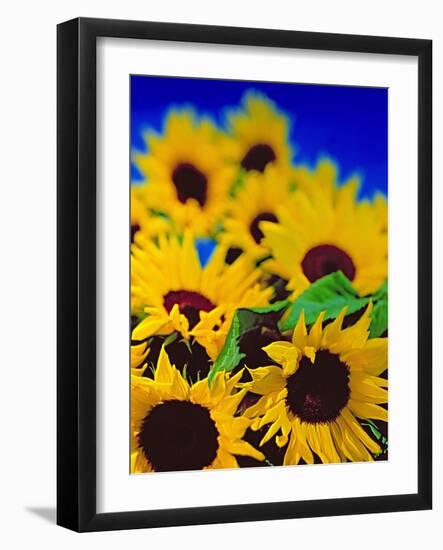 Sunflower Relief, 1999-Norman Hollands-Framed Photographic Print