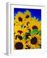 Sunflower Relief, 1999-Norman Hollands-Framed Photographic Print