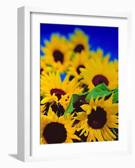 Sunflower Relief, 1999-Norman Hollands-Framed Photographic Print