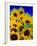 Sunflower Relief, 1999-Norman Hollands-Framed Photographic Print