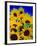 Sunflower Relief, 1999-Norman Hollands-Framed Photographic Print