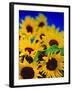 Sunflower Relief, 1999-Norman Hollands-Framed Photographic Print