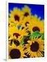 Sunflower Relief, 1999-Norman Hollands-Framed Photographic Print