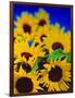 Sunflower Relief, 1999-Norman Hollands-Framed Photographic Print