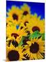 Sunflower Relief, 1999-Norman Hollands-Mounted Photographic Print