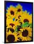 Sunflower Relief, 1999-Norman Hollands-Framed Photographic Print