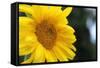 Sunflower, Renton, Washington State, USA-Savanah Stewart-Framed Stretched Canvas