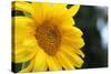 Sunflower, Renton, Washington State, USA-Savanah Stewart-Stretched Canvas