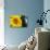 Sunflower, Renton, Washington State, USA-Savanah Stewart-Photographic Print displayed on a wall