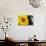 Sunflower, Renton, Washington State, USA-Savanah Stewart-Photographic Print displayed on a wall