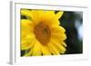 Sunflower, Renton, Washington State, USA-Savanah Stewart-Framed Photographic Print