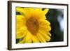 Sunflower, Renton, Washington State, USA-Savanah Stewart-Framed Photographic Print