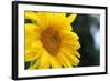 Sunflower, Renton, Washington State, USA-Savanah Stewart-Framed Photographic Print