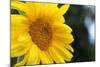 Sunflower, Renton, Washington State, USA-Savanah Stewart-Mounted Photographic Print