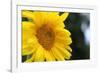 Sunflower, Renton, Washington State, USA-Savanah Stewart-Framed Photographic Print