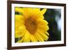 Sunflower, Renton, Washington State, USA-Savanah Stewart-Framed Photographic Print