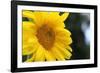 Sunflower, Renton, Washington State, USA-Savanah Stewart-Framed Photographic Print