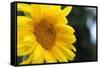 Sunflower, Renton, Washington State, USA-Savanah Stewart-Framed Stretched Canvas