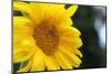 Sunflower, Renton, Washington State, USA-Savanah Stewart-Mounted Photographic Print