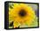 Sunflower, Seattle, Washington, USA-Terry Eggers-Framed Stretched Canvas