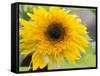 Sunflower, Seattle, Washington, USA-Terry Eggers-Framed Stretched Canvas