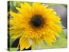 Sunflower, Seattle, Washington, USA-Terry Eggers-Stretched Canvas