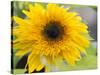 Sunflower, Seattle, Washington, USA-Terry Eggers-Stretched Canvas