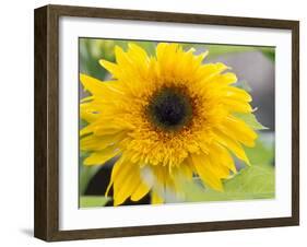 Sunflower, Seattle, Washington, USA-Terry Eggers-Framed Photographic Print